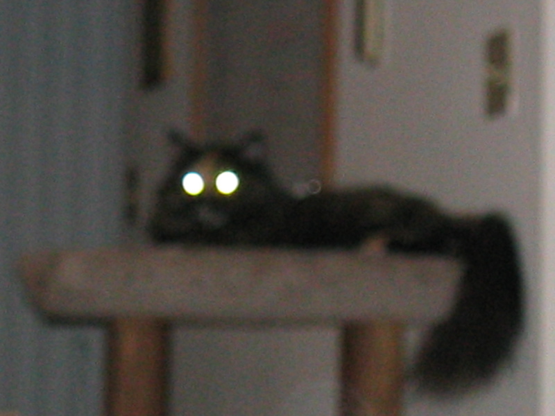 DemonCat