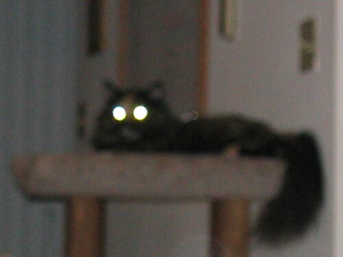 DemonCat