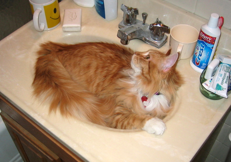 JellyBean, Sink