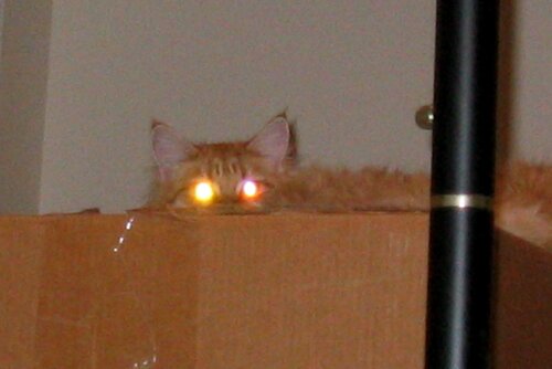 Glowing Eyes