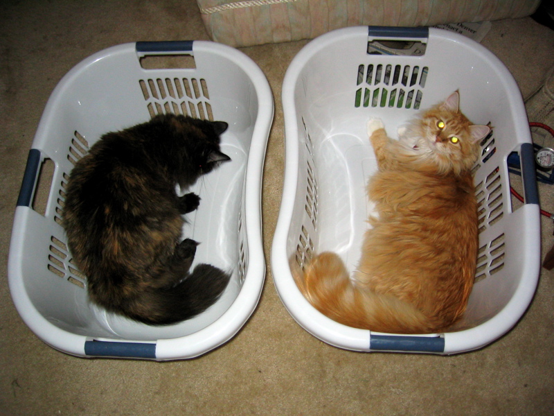 Two laundry baskets, two cats.