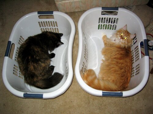 Two laundry baskets, two cats.