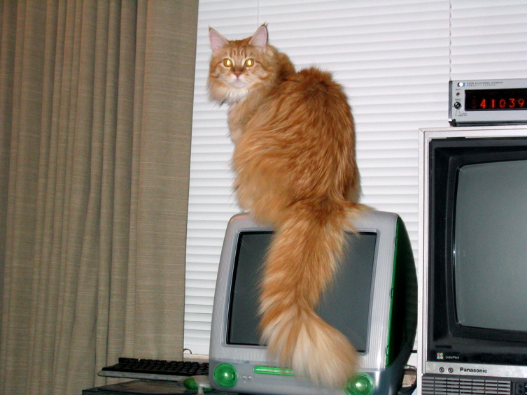 JellyBean, iMac, Nixie Clock