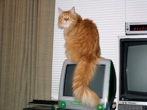 JellyBean, iMac, Nixie Clock