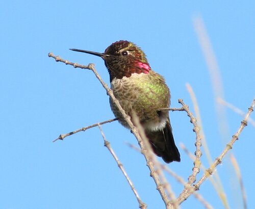 Anna's hummingbird (M)