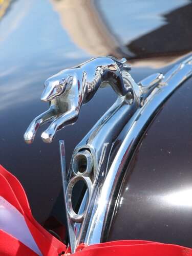 V8 Greyhound