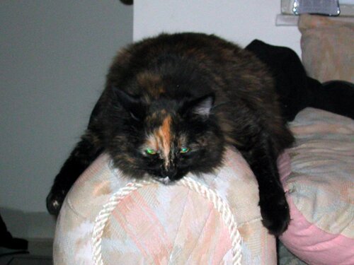 Harley pretends to be one of those arm-of-the-couch-cover thingies.