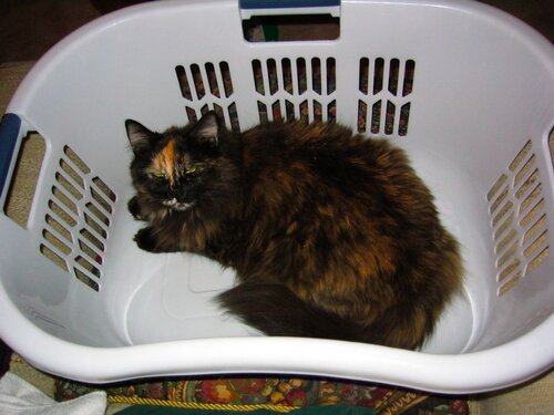 Harley wants to be washed?