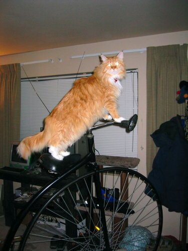 JellyBean and the bike