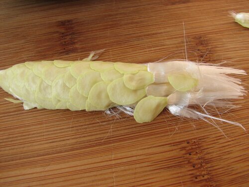 Jasmine (Stephanotis) seeds