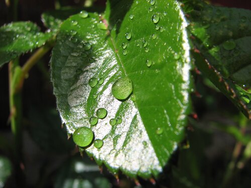 water droplets on a rose leaf