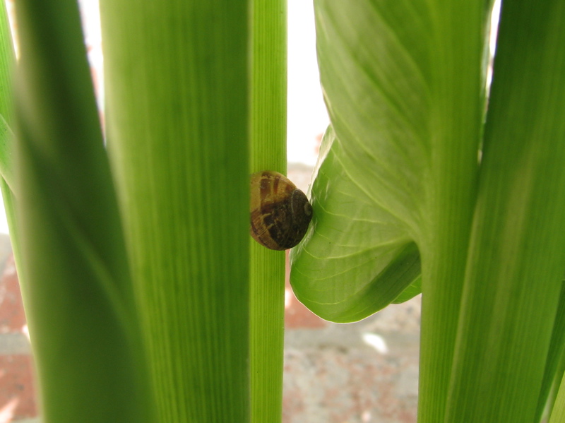 Not your everyday animal