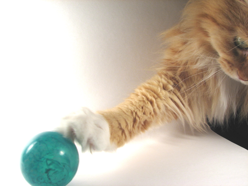 Photography assistant