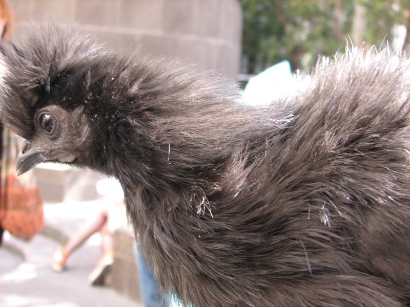 St. Stupid 2007 - 02