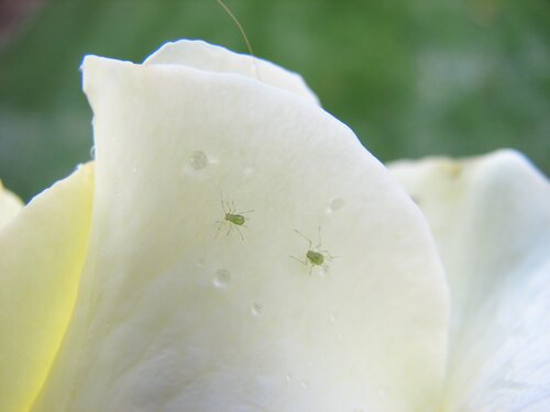 Droplets and aphids