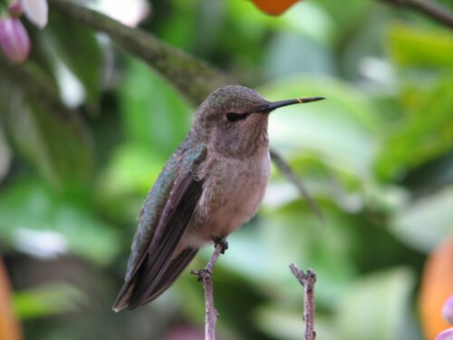 Anna's Hummingbird