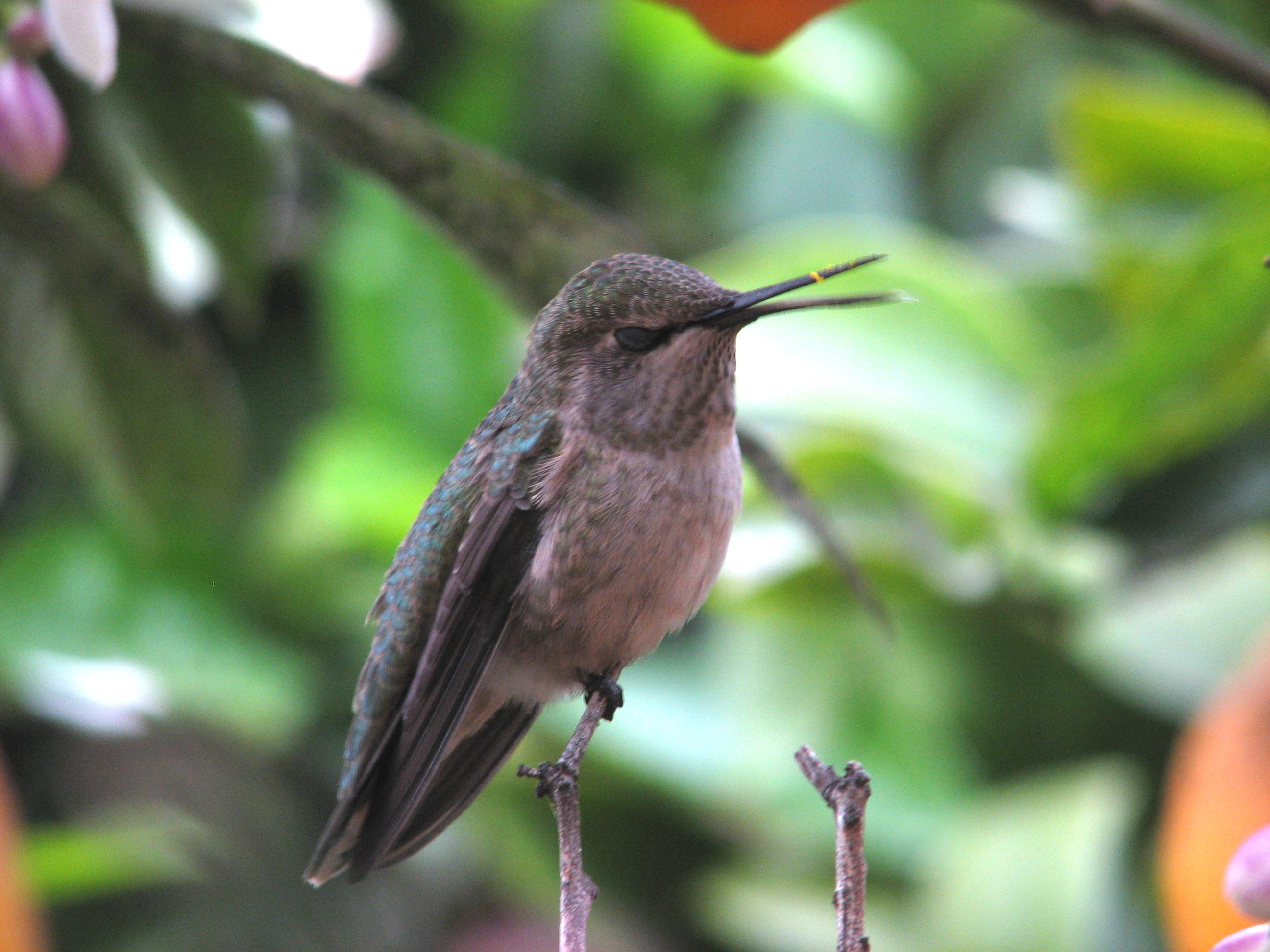 Anna's Hummingbird (beak open)