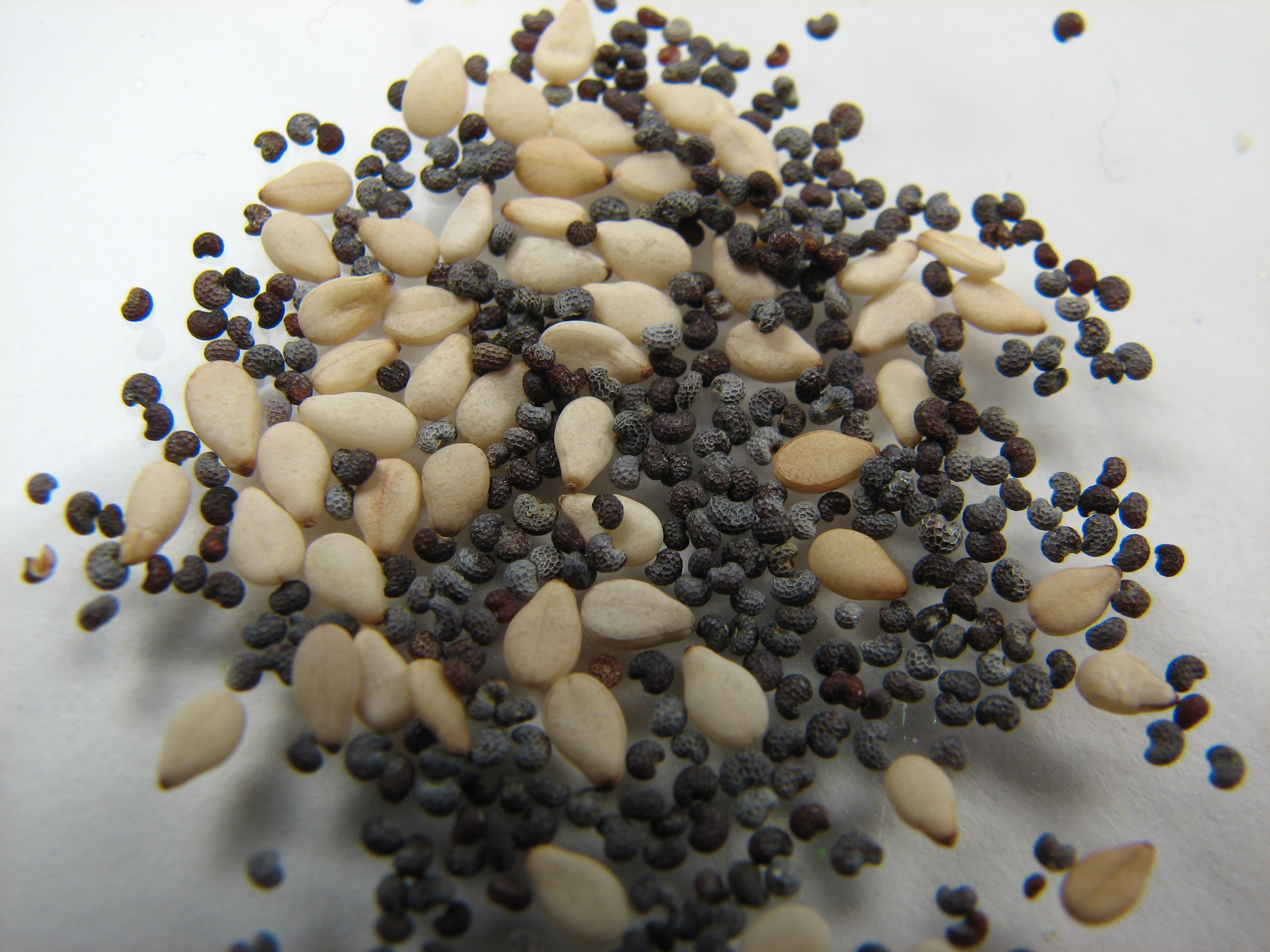 Sesame and Poppy Seeds