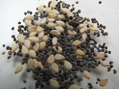 Sesame and Poppy Seeds