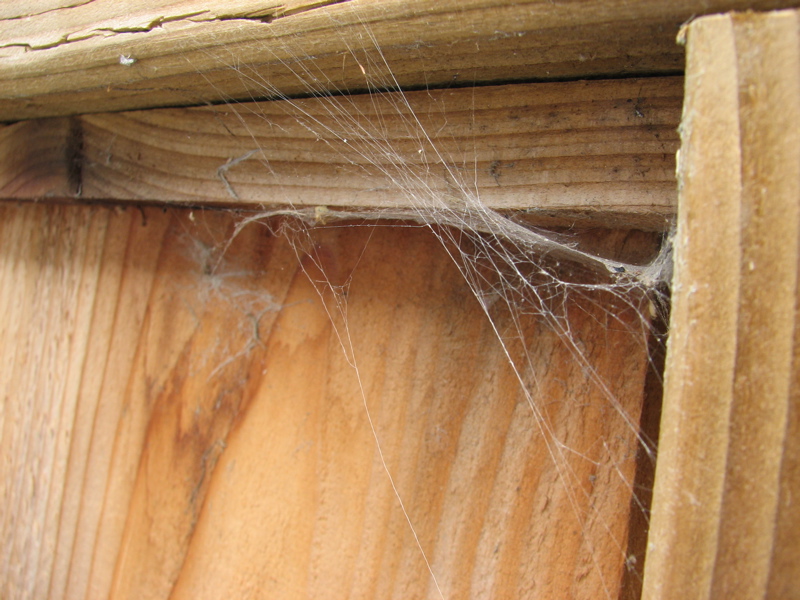 Spiderweb on the fence