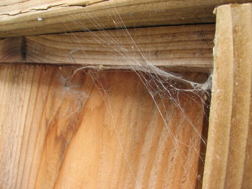 Spiderweb on the fence