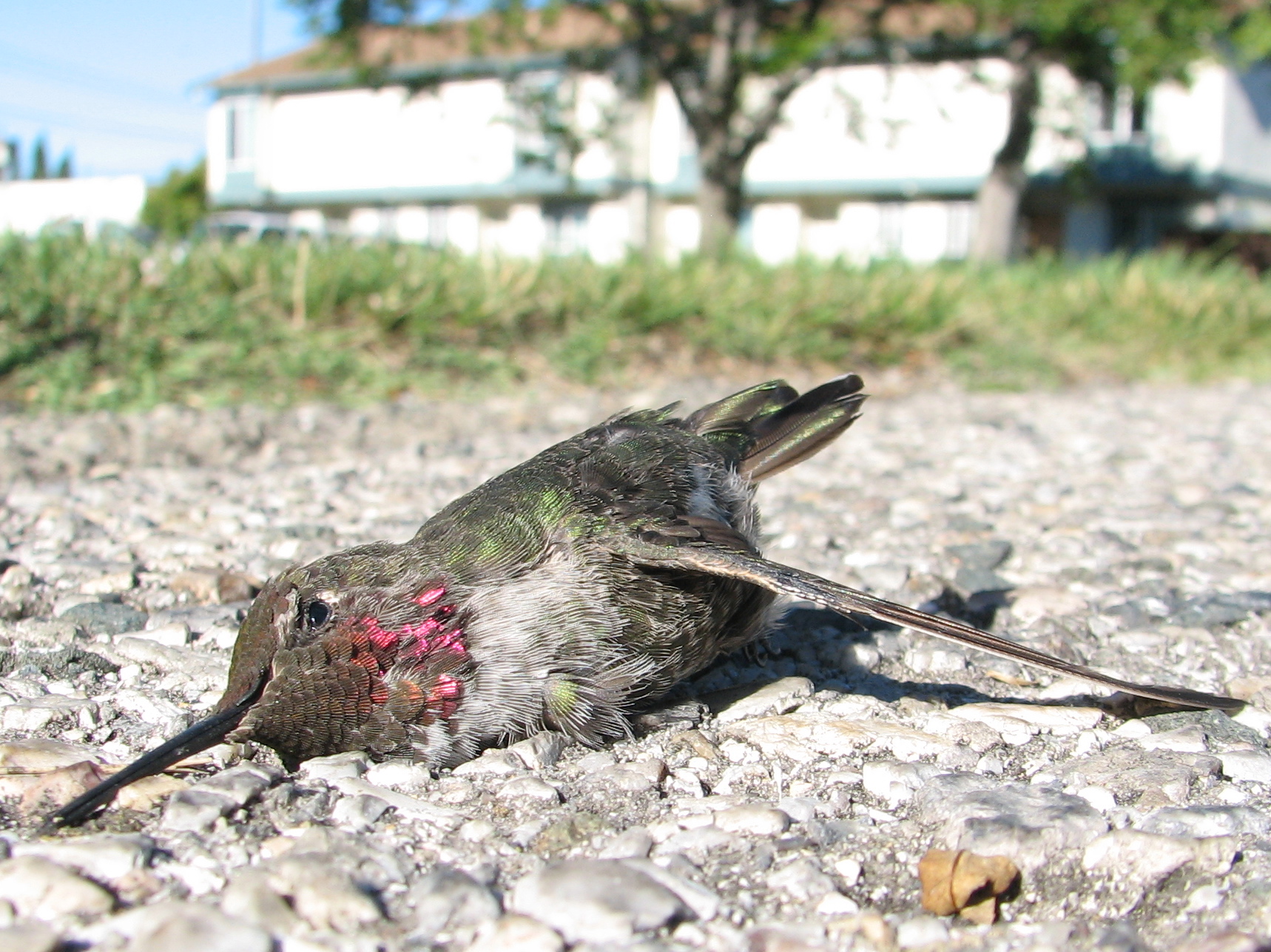 Anna's hummingbird, male, deceased