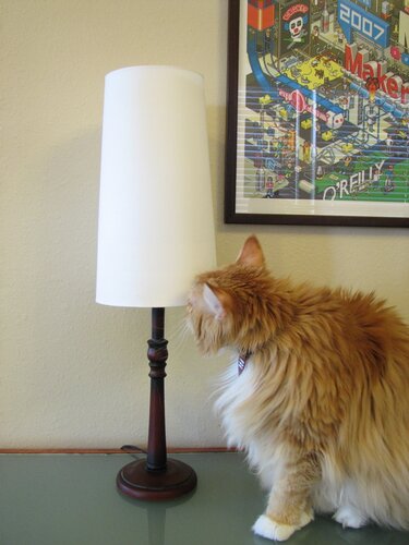Jellybean inspects the lampshade