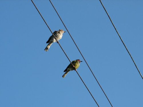 Green, with red eyes
