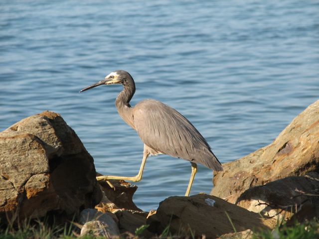 heron