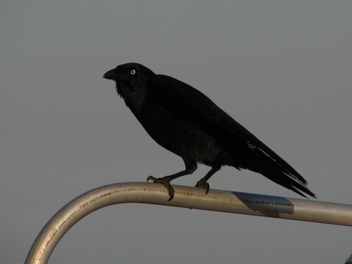 Crow
