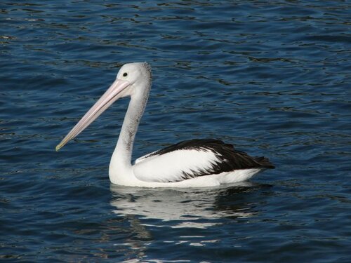 Pelican profile