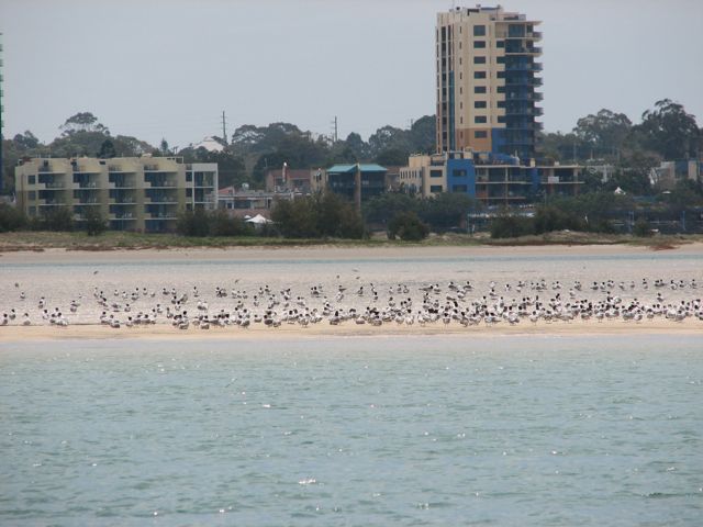 More than a couple of birds