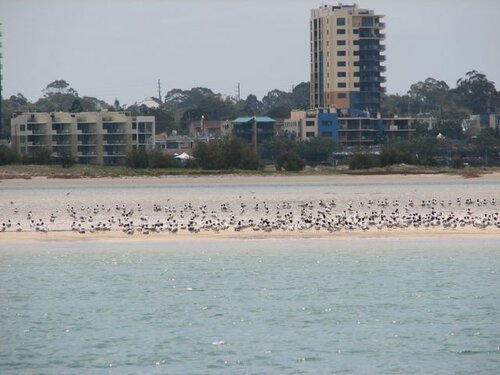 More than a couple of birds