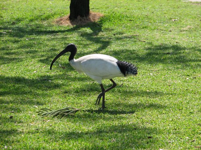 ibis