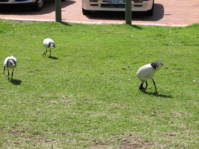 Ibises