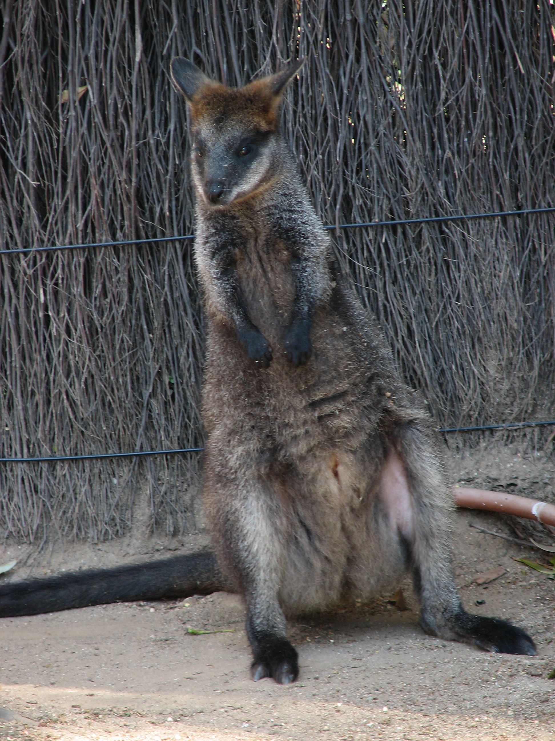 looks like it could fall over