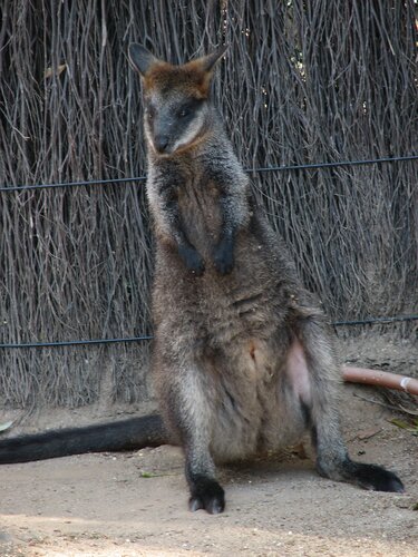 looks like it could fall over