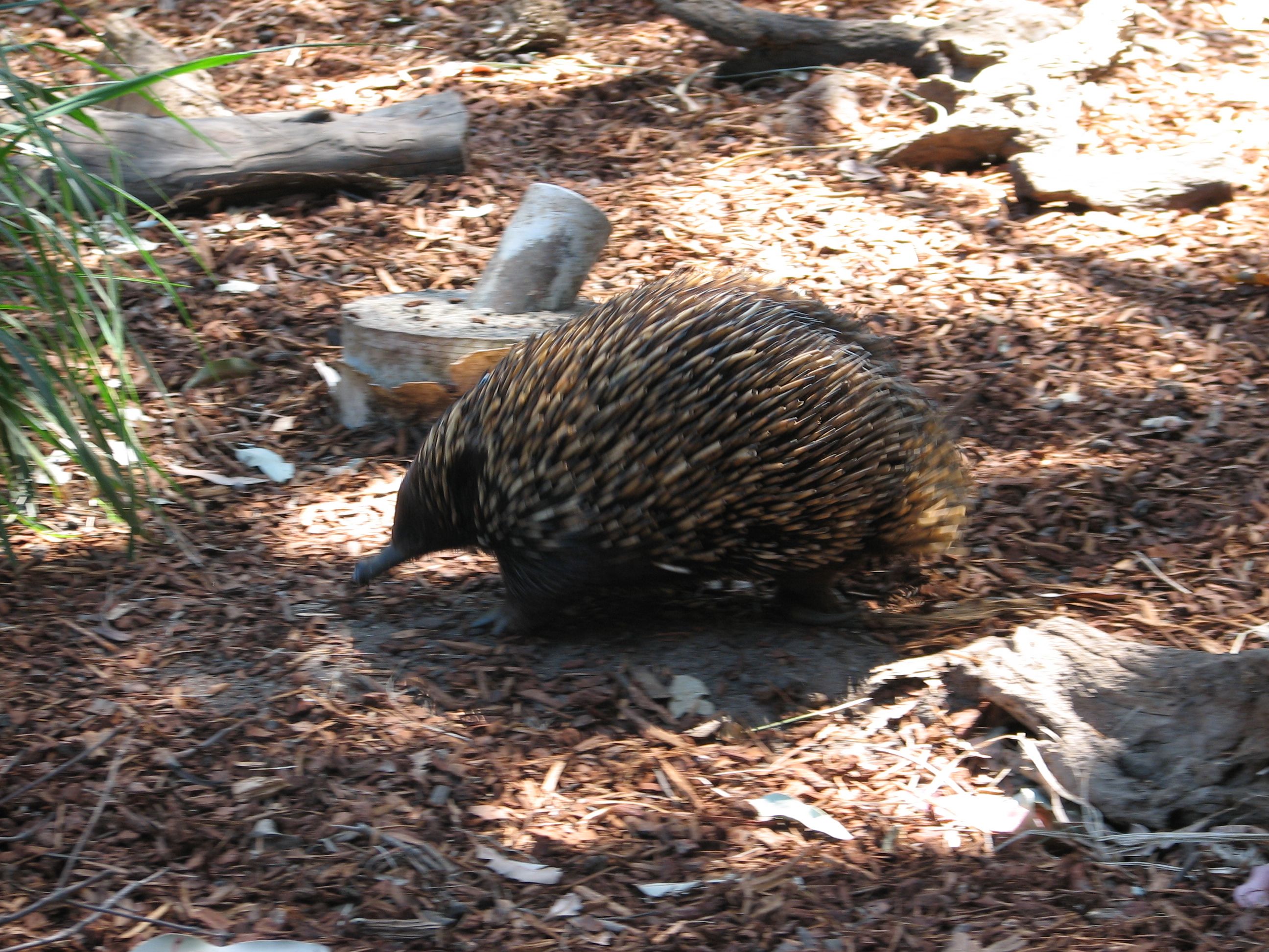 echidna