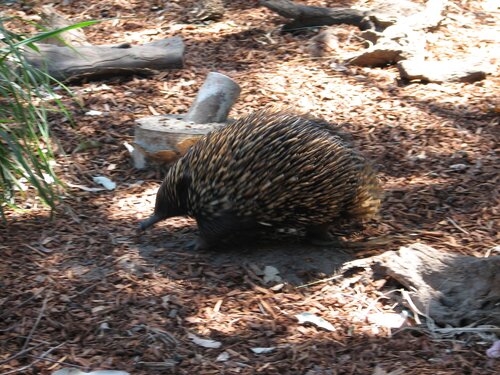 echidna