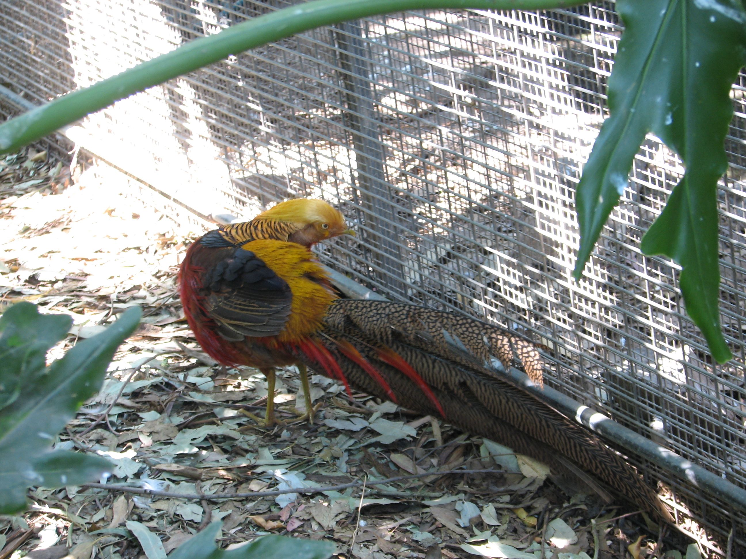 golden pheasant
