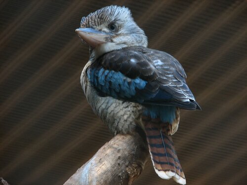 kookaburra