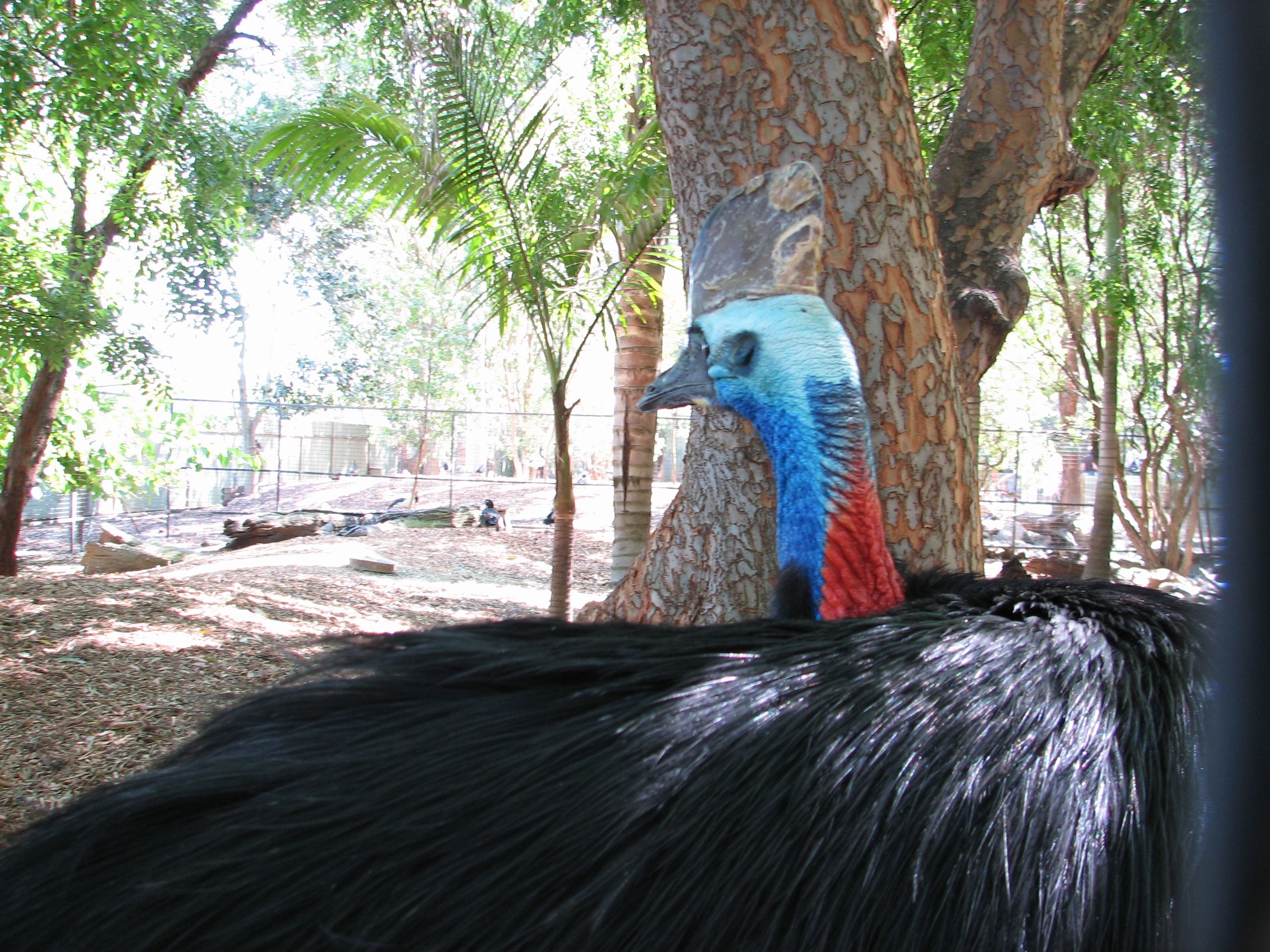 cassowary