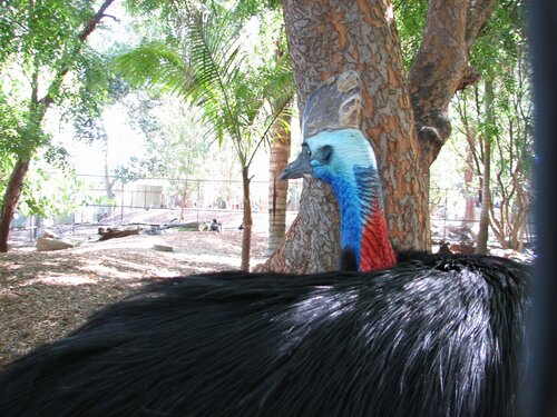 cassowary