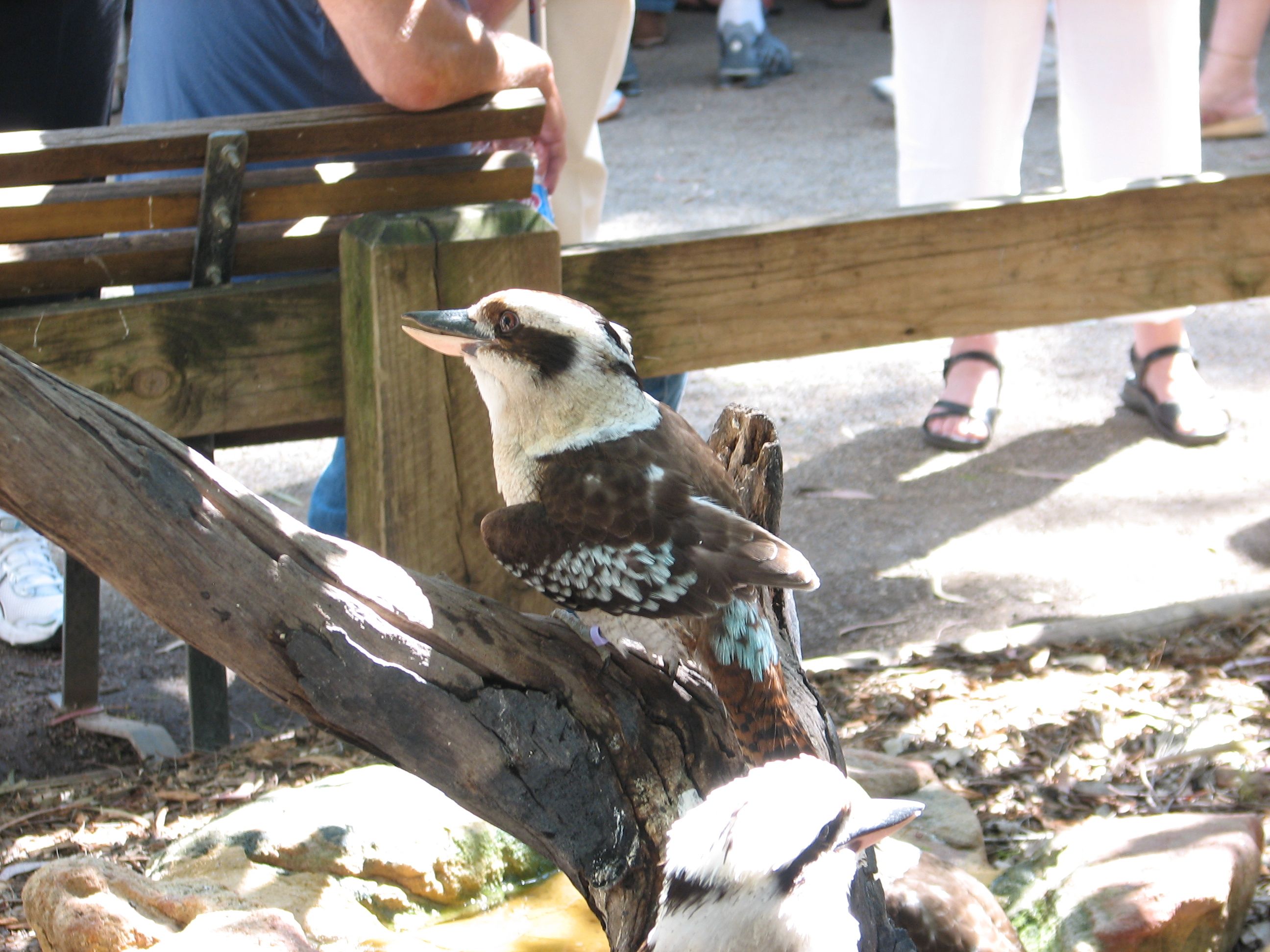 kookaburra