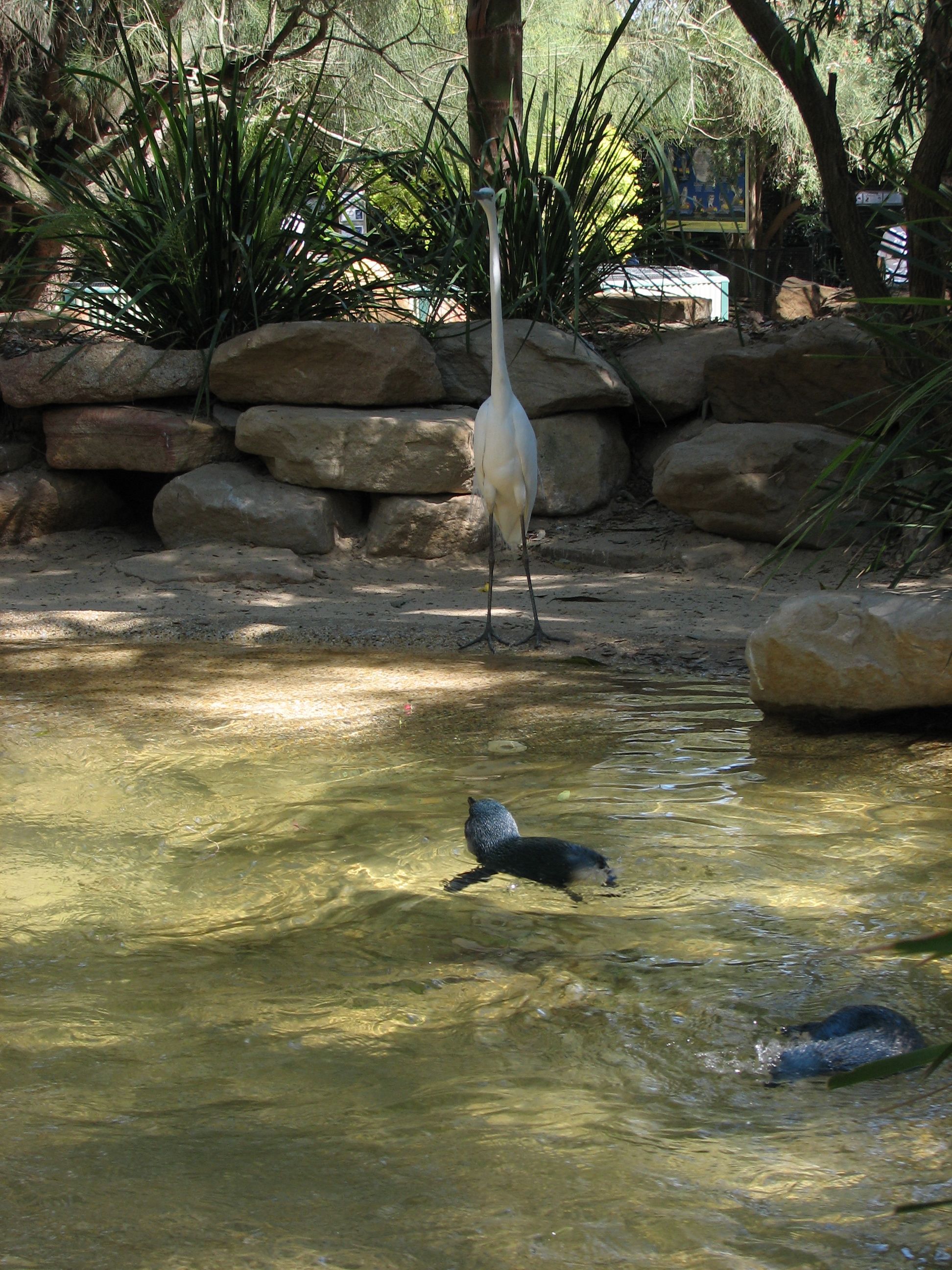 penguins and egret