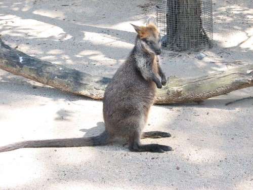 wallaby