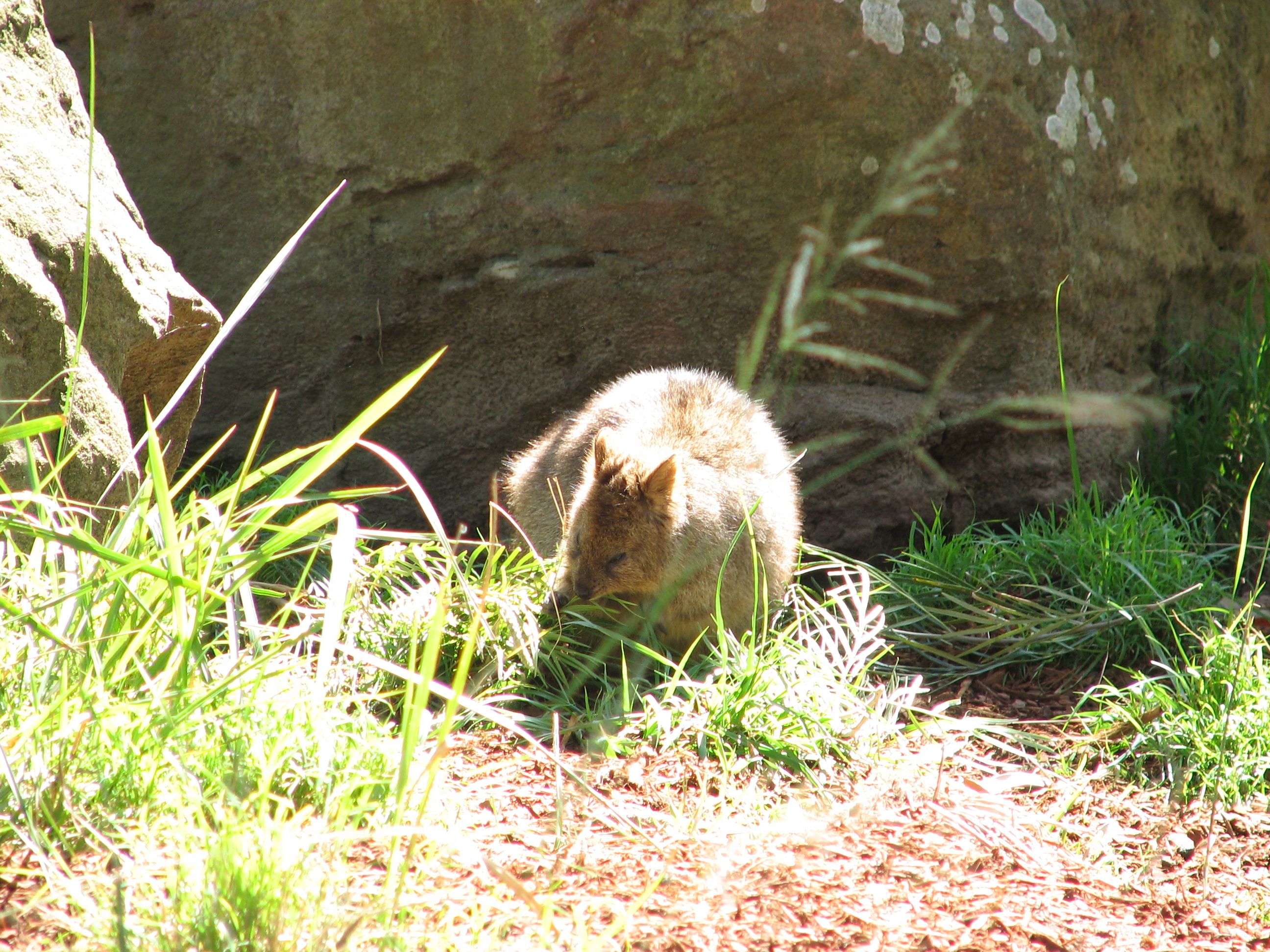 quokka?  wallaby?