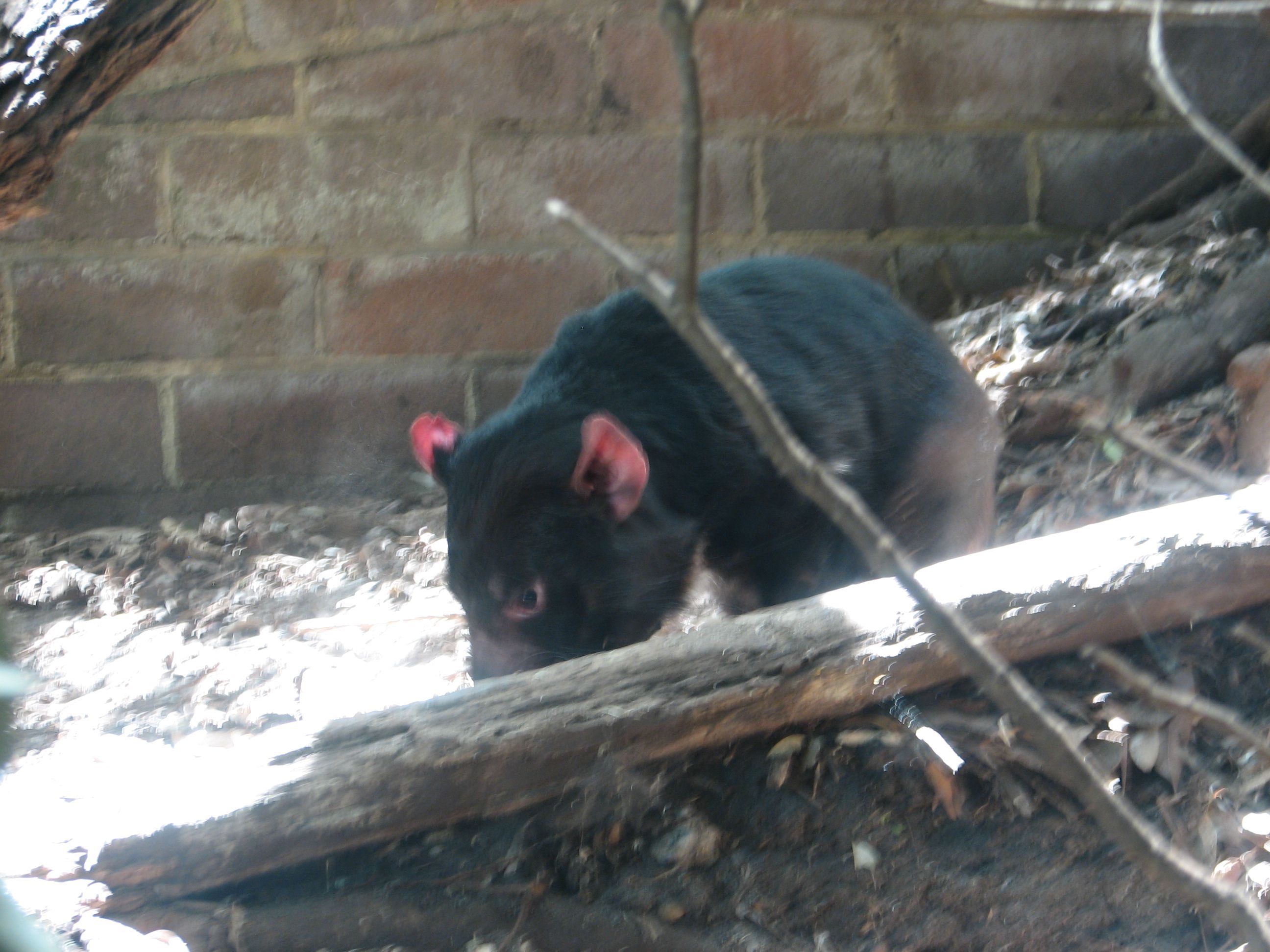 tasmanian devil