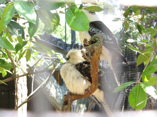 kookaburras