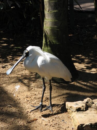 spoonbill